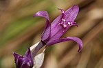 Allium acuminatum 2892. 
 JPG