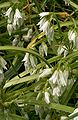 Allium triquetrum0.jpg