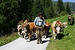 Thumbnail for File:Almabtrieb nach Bad Kleinkirchheim (4856532031).jpg