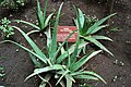 An aloe vera plant in the garden