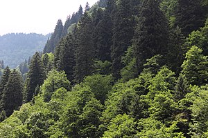 Altındere Valley National Park 21.jpg