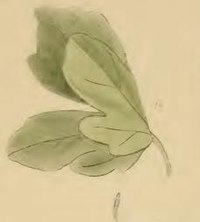 A folded maple leaf Altenia scriptella a folded maple leaf.JPG