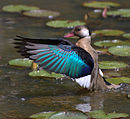 aves De Argentina