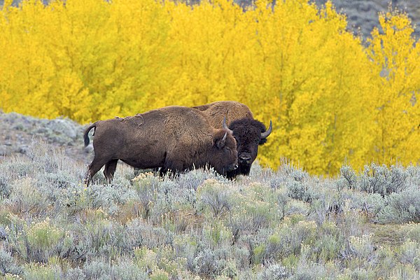 Adult male (hindmost) and adult female (foremost), in Yellowstone National Park