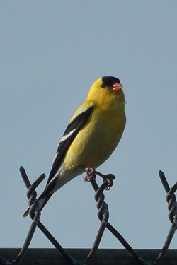 American Goldfinch (Spinus tristis)