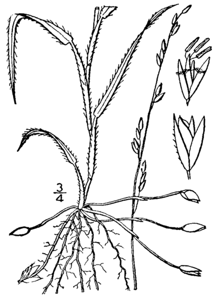 File:Amphicarpum amphicarpon BB-1913.png