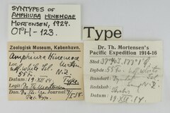 File:Amphiura hinemoae - OPH-000123 label.tif (Category:Echinodermata in the Natural History Museum of Denmark)