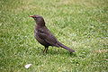 Amsel weiblich