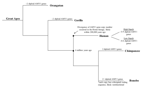 Simplified phylogenetic tree of the great ape lineage and the number of diploid AMY1 genes that each species has. AMY1 gene number shown to increase after split with the chimpanzee lineage. Amy1 gene in apes.png