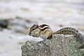 * Nomination An adult northern or five striped palm squirrel feeding on peanuts--Shadow Ayush 05:10, 11 July 2023 (UTC) * Promotion Good quality. --ReneeWrites 11:24, 11 July 2023 (UTC)