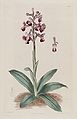 Anacamptis morio subsp. longicornu (as syn. Orchis longicornu) plate 202 in: The Botanical Register (Orchidaceae), vol. 3, (1817)