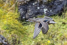 Anas andium andium (Andean teal) males in flight