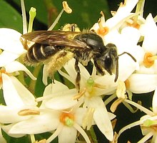 The dogwood andrena, Andrena Subgenus Gonandrena, oligolectic on dogwoods. Andrena Subgenus Gonandrena.jpg