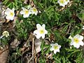 Anemone nemorosa