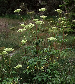 <i>Angelica lucida</i> Species of flowering plant