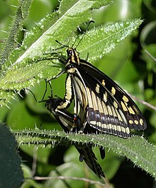 Mating Anise swallowtails mating.jpg