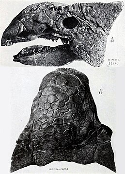 Череп анкилозавра зі Сколардського утворення в Альберті.