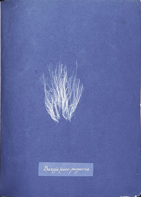 Anna Atkins Bangia fusco-purpurea.jpg