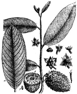 <i>Annona paludosa</i> Species of plant