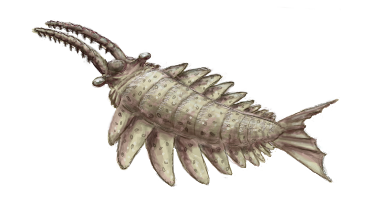 File:Anomalocaris canadensis.png