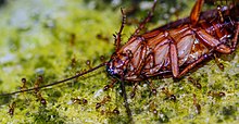 Anoplolepis gracilipes (yellow crazy ants) moving a dead American cockroach toward their nest in Pohnpei, Micronesia Anoplolepis gracilipes moving Blattidae sp. toward nest.jpg