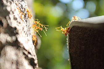 Ant bridge, author: Chuxlancev