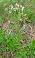 Antennaria racemosa near Chumstick Mountain, Chelan County Washington