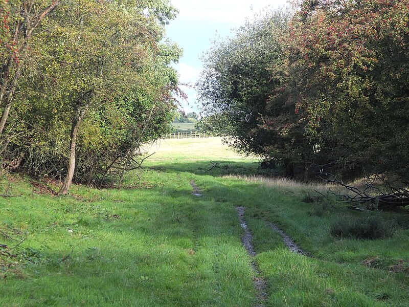 File:Apple and Damson trees on dismantled railway line - geograph.org.uk - 5157982.jpg