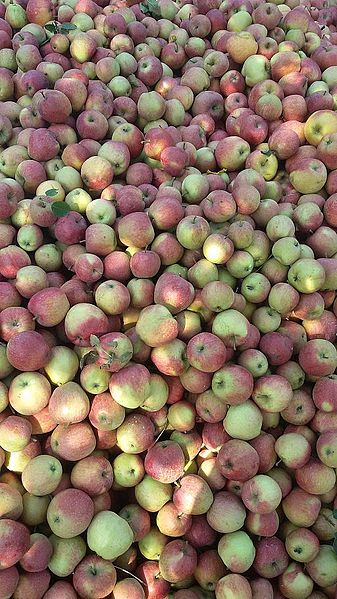 File:Apples of tribjee arwani, Bijbehara 2.jpg