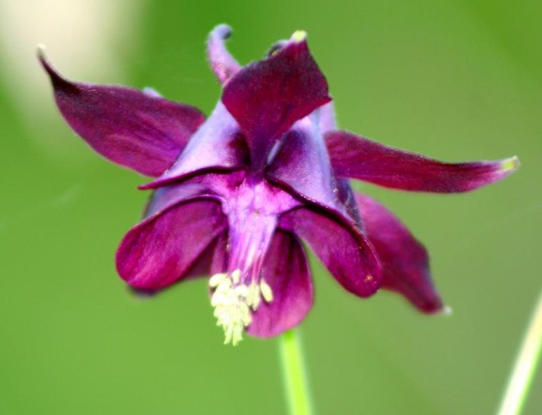 File:Aquilegia atrata ENBLA01.jpg