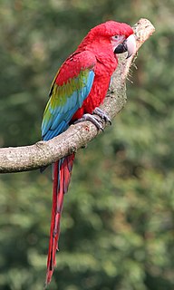 Red-and-green macaw Species of bird