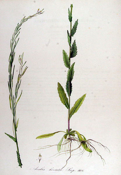 File:Arabis hirsuta — Flora Batava — Volume v13.jpg