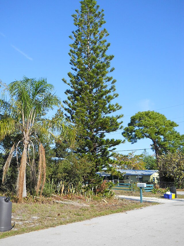 Araucaria tree at the entrace - Picture of Aloe Apartments & Studios, Crete  - Tripadvisor