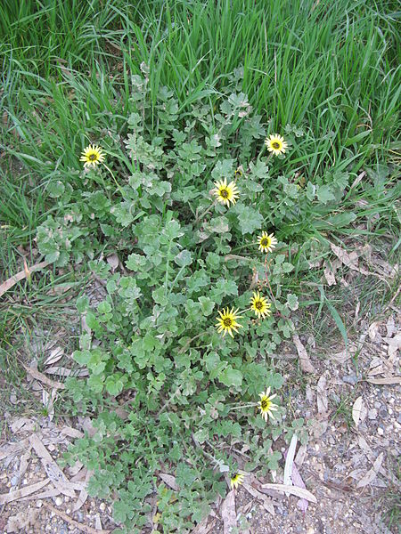 File:Arctotheca calendula plant4 (11767980214).jpg