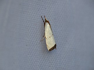 <i>Argyria lacteella</i> Species of moth