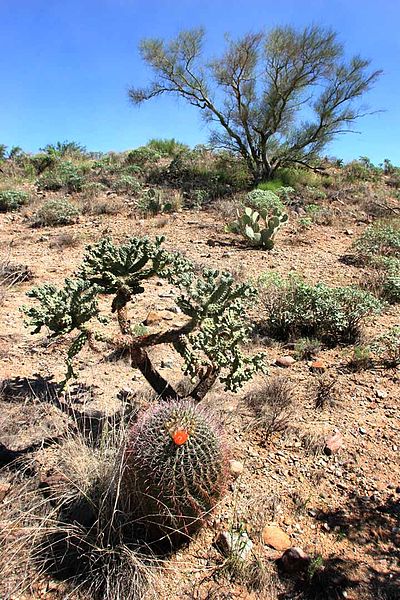 File:Arizona Desert Cactus Flower (212009936).jpg