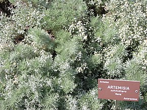 290px-Artemisia_schmidtiana.jpg