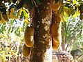 Mature fruit on tree