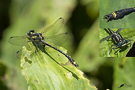 Asiagomphus nilgiricus