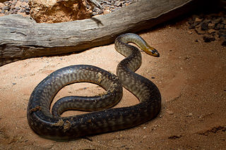 <span class="mw-page-title-main">Woma python</span> Species of snake
