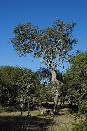 Quebracho-Baum