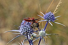 Assassin bug (Rhynocoris iracundus) with bee (Apis ssp) prey.jpg