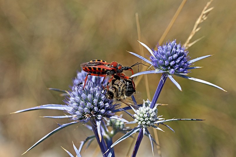 File:Assassin bug (Rhynocoris iracundus) with bee (Apis ssp) prey.jpg