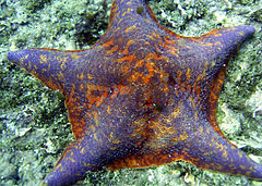 Description de l'image Asterina miniata 1.jpg.