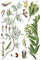 Astragalus arenarius A. glycyphyllus plate 22