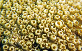 Coralitos irregulares de Astreopora myriophthalma