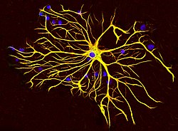 Photo of Astrocytes