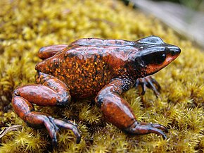 Descrizione dell'immagine Atelopus carrikeri01.jpg.