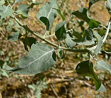 Atriplex lentiformis 2.jpg