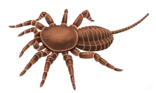 <i>Attercopus</i> Extinct genus of spider-like arachnids